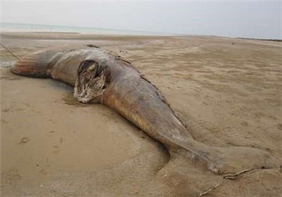 کشف لاشه نهنگی نادر در سواحل خوزستان