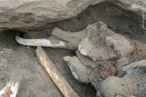 عکس/ کشف فسیل فیل 1 میلیون ساله در چالدران
