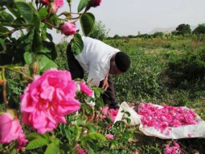 جشنواره گل و گلاب در میمند فیروزآباد برگزار شد