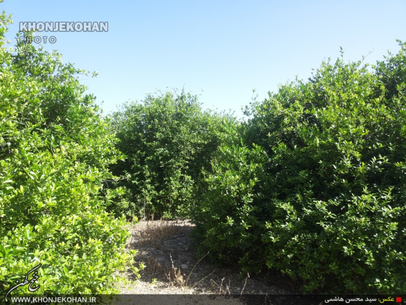 گزارش تصویری: باغهای لیمو در روستای فدویه خنج