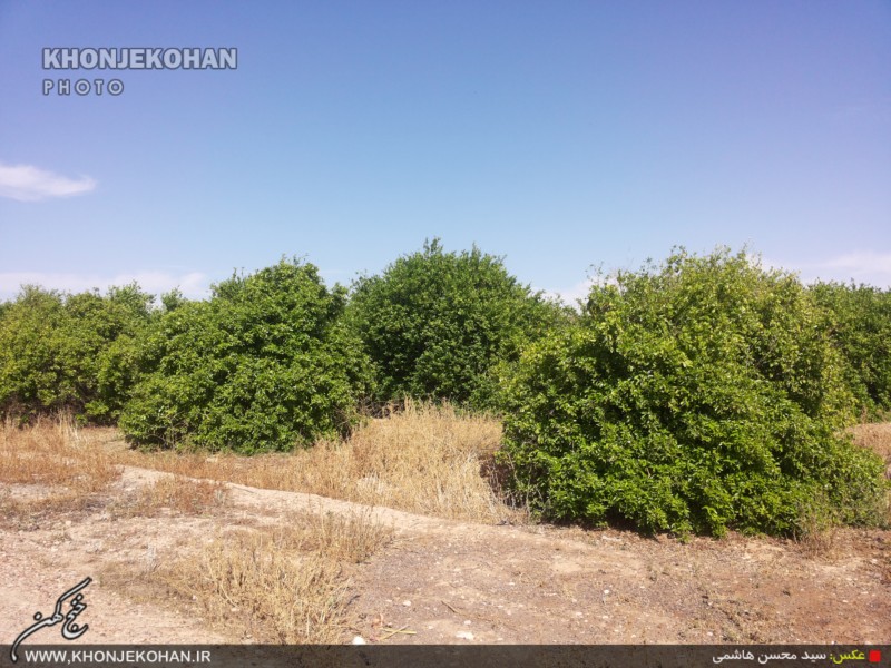 گزارش تصویری: باغهای لیمو در روستای فدویه خنج