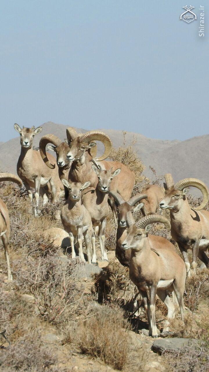 شکارچیان اماراتی علاقمند شکار در فارس هستند/پرورش قوچ وحشی یک طرح بومی و دارای توان بالای درآمدزایی است