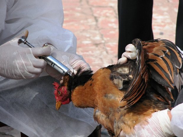آنفلوانزای پرندگان همچنان می‌تازد/۱۲ میلیون قطعه مرغ معدوم شد