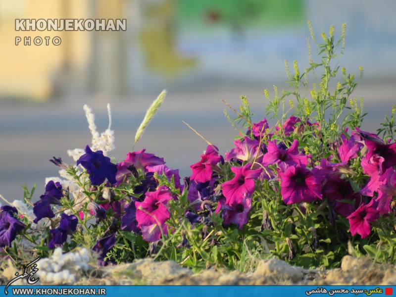 تصاویری زیبا از فضای سبز شهر خنج