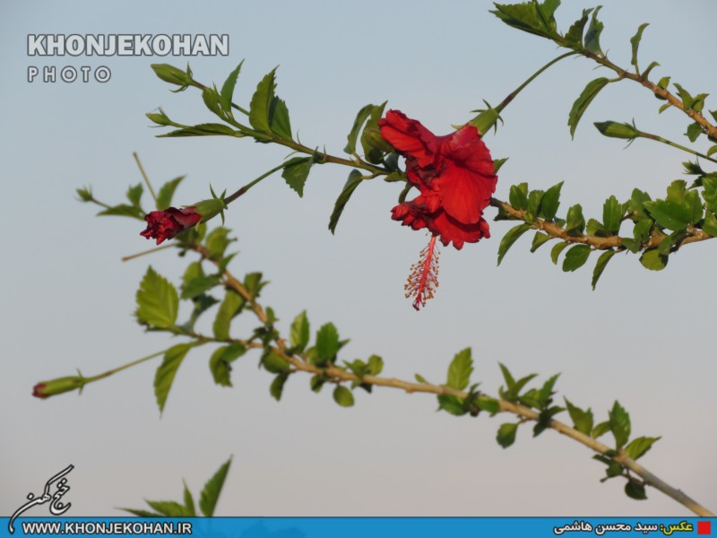 تصاویری زیبا از فضای سبز شهر خنج