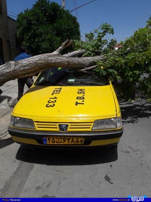 عکس/ سقوط درخت نارون برروی خودرو