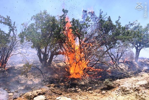 خسارت میلیاردی آتش سوزی به جنگل‌های پاسارگاد