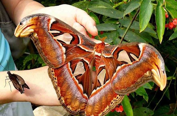 عکس/ بزرگترین پروانه جهان