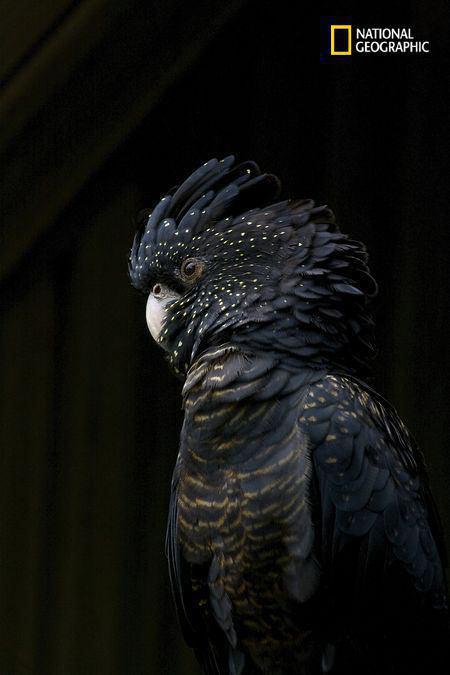 طوطی سیاه از گونه های نادر طوطی در جهان+عکس