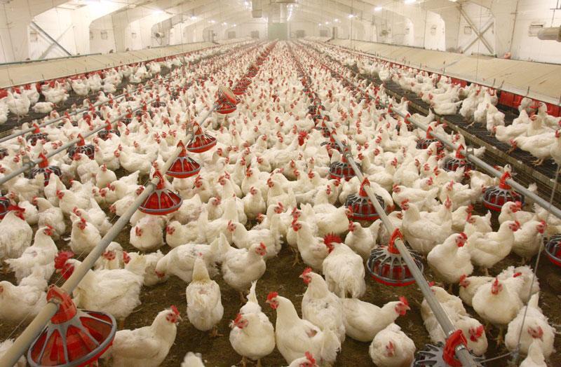یارانه از جیب مرغداران پر کشید/ سکوت مسئولان در برابر ثبات نرخ مرغ