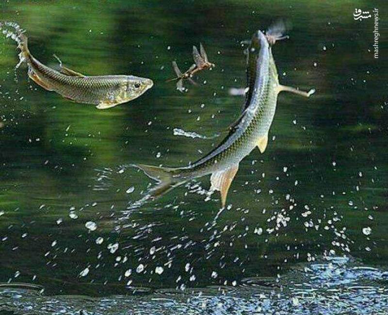 عکس/ لحظه شکار حشرات توسط ماهی