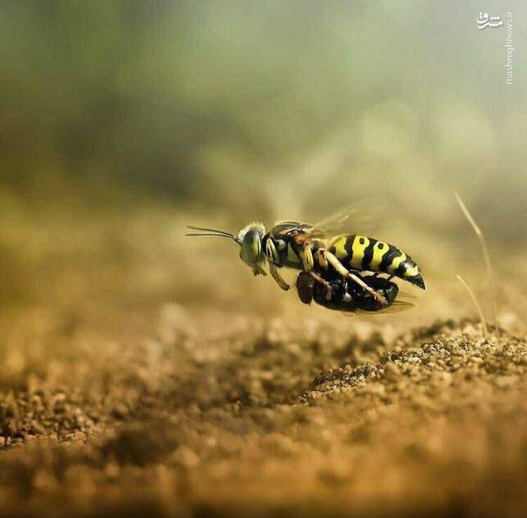 عکس/ شکار مگس توسط نوعی زنبور
