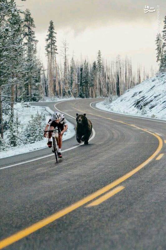 عکس/ حمله خرس به دوچرخه سوار در مسابقه