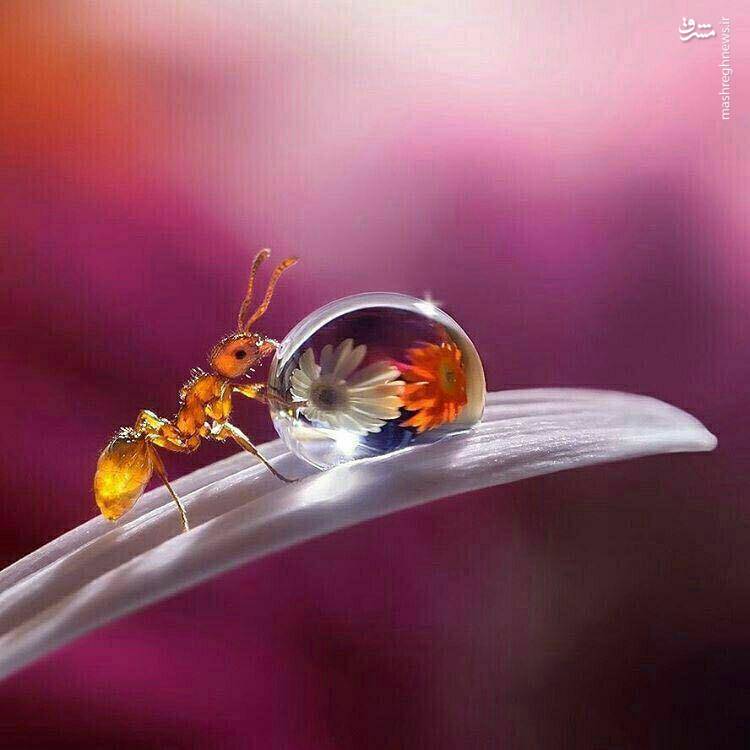 تصویر حیرت انگیز از آب خوردن مورچه