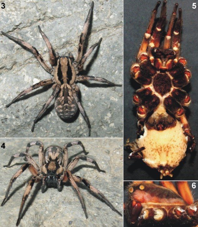 عنکبوت«هری‌پاتر»در کرمان شناسایی شد+ تصاویر