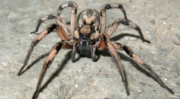 عنکبوت«هری‌پاتر»در کرمان شناسایی شد+ تصاویر