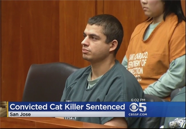 «16 سال حبس» مجازات قاتل گربه‌ها در آمریکا+ عکس