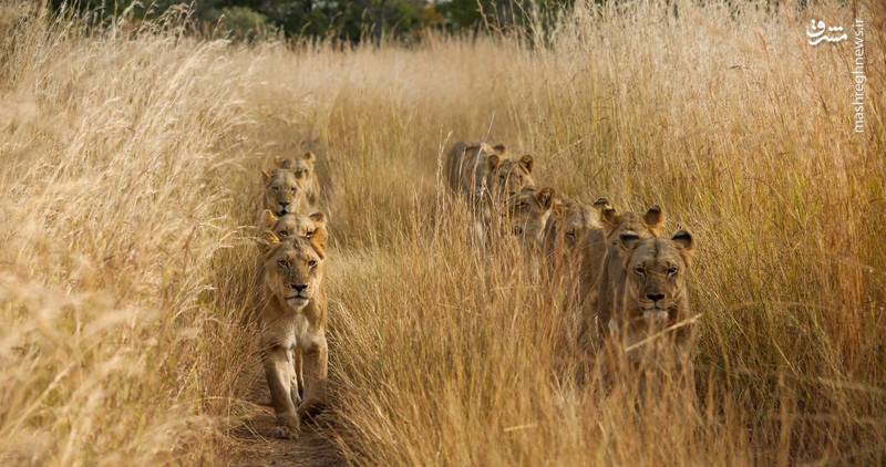عکس/ رژه جالب شیرها در زامبیا