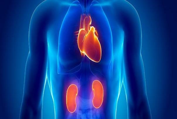 بیماری کلیه با افزایش خطر تپش قلب نامنظم همراه است