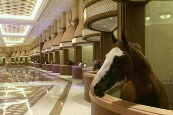 اقامت اسب های عرب در هتل لوکس +عکس