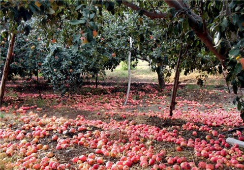 سیب هایی که در فارس به عاقبت سیب‌زمینی دچار می شوند/ نبود صنایع تبدیلی حلقه مفقوده کشاورزی فارس