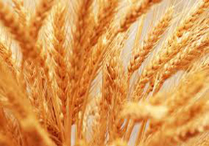 توزیع بذر گندم بین کشاورزان شهرستان کازرون