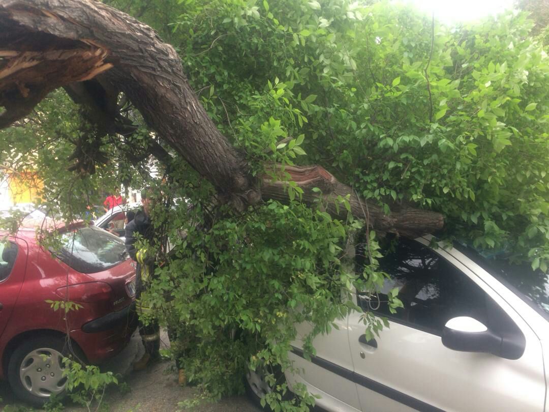 سقوط درخت در خیابان عبیر آمیز شیراز حادثه آفرید