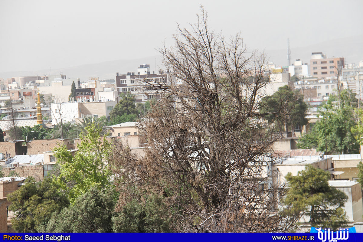 خاموشی رستوران و تک افتادگی درختان سرو در شیراز + تصاویر