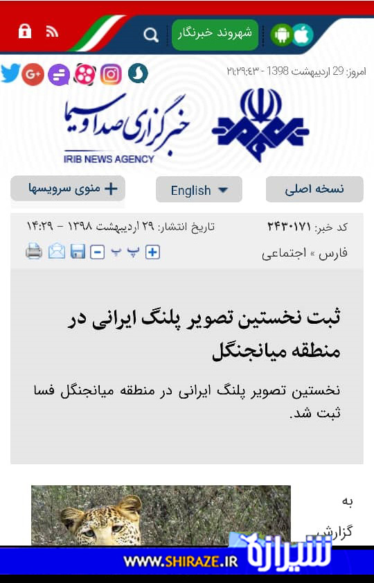 بازی با دم پلنگ ایرانی!/ ثبت نخستین تصویر پلنگ ایرانی در منطقه میانجنگل