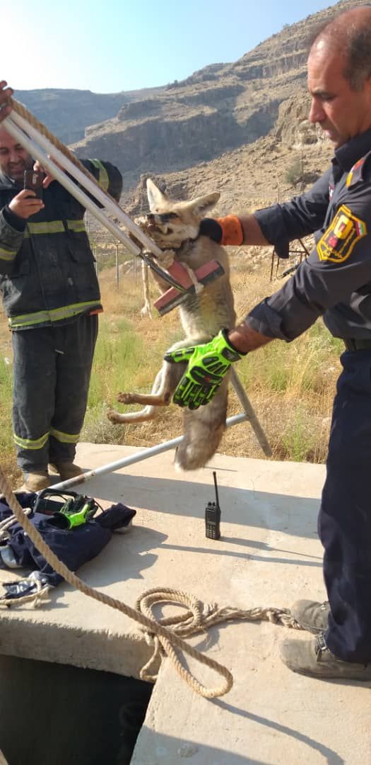 نجات روباه بازیگوش توسط آتش نشانان شیرازی