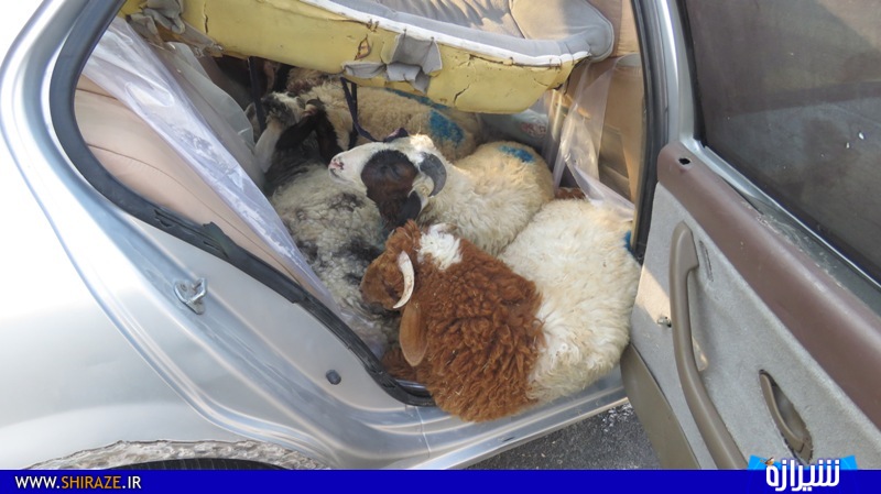 قاچاق 13 گوسفند در یک سمند + عکس