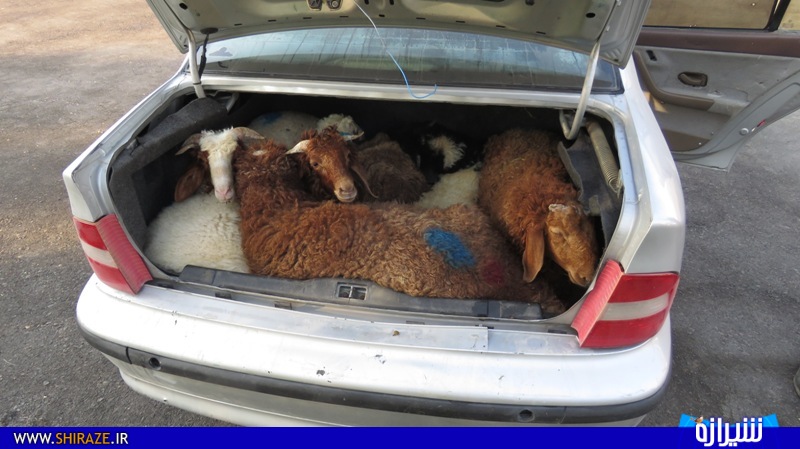 قاچاق 13 گوسفند در یک سمند + عکس