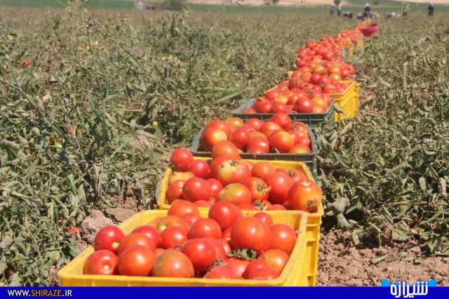 گوجه های فاسد شده عبرتی برای کشاورزانی که به توصیه های جهاد کشاورزی توجهی نکرده اند!/ ۱۱۰ هزار تن گوجه برای حمایت از کشاورزان خریداری شده است