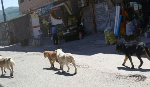 رژه سگ‌های ولگرد روی اعصاب مردم پاسارگاد