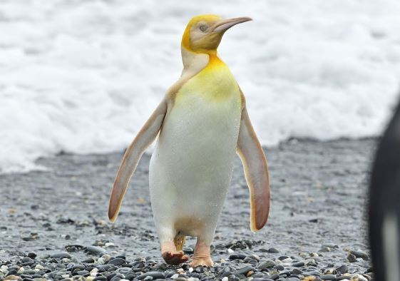 پنگوئن زردرنگی که باعت تحیر جهانیان شد+ عکس