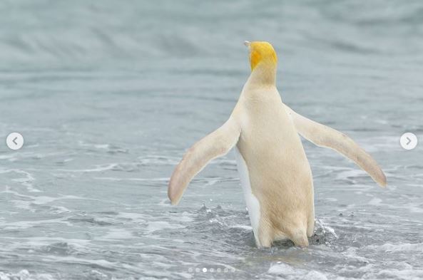 پنگوئن زردرنگی که باعت تحیر جهانیان شد+ عکس