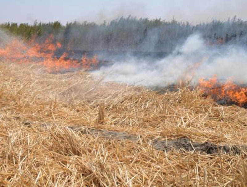 خسارت به  212 هکتار در حوزه زراعی در سال زراعی جاری/متخلفین سوزاندن بقایای گیاهی به پرداخت جزای نقدی محکوم می شوند