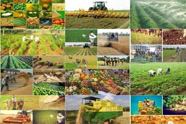 افزایش ۲۲ درصدی تولیدات کشاورزی فارس