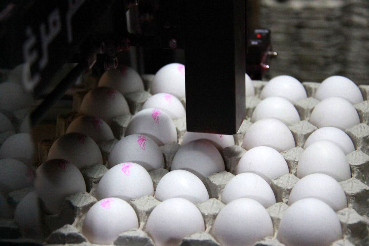 وعده های تو زرد در مورد کاهش قیمت تخم مرغ