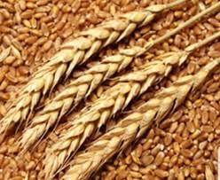 توزیع بذر گندم در کازرون آغاز شد