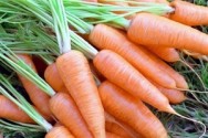 تولید ۳۰ هزار تن هویج در مرودشت