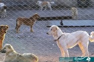 جولان سگ های ولگرد تهدیدی برای شهروندان/زارعی:موضوع سگ‌های ولگرد یک پدیده چندوجهی است