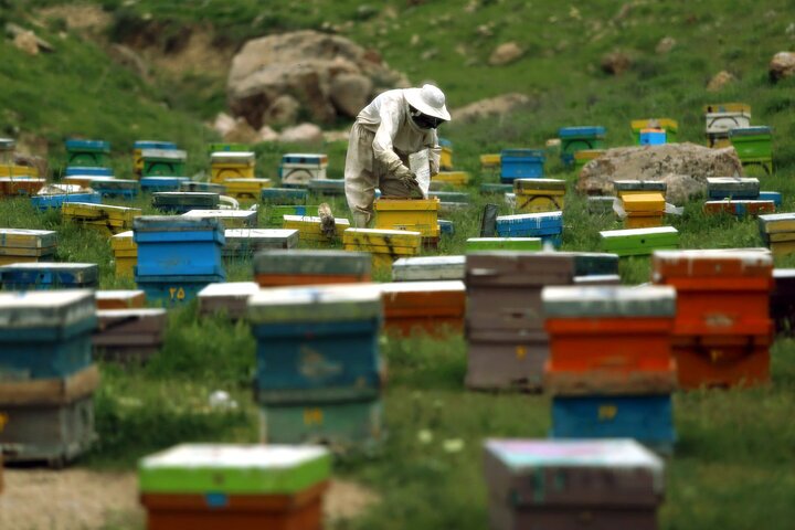 رتبه سوم فارس در تولید عسل و فرآورده‌های آن در کشور