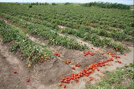 کشاورزان فارس ۳ هزار هکتار کمتر از سطح ابلاغی گوجه فرنگی کاشتند