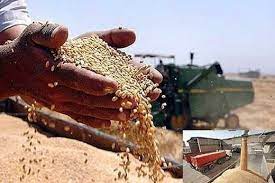 یک میلیون تن گندم از کشاورزان فارس خریداری شد