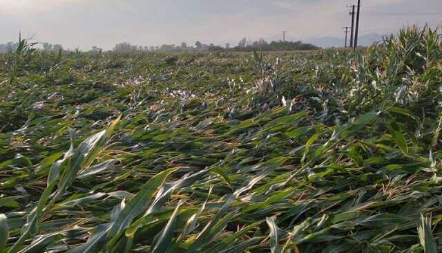 شدت بارش‌ها موجب خسارت کشاورزی شد