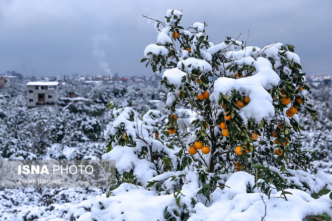 عکس منتخب سال - ۴ آذر - سرمازدگی باغ‌های مرکبات در پی بارش برف سنگین در قائم شهر