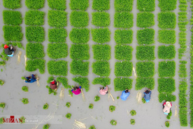 شالیکاری در مزارع چین