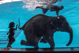 باغ وحش آبی در بانکوک