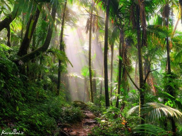 جنگل ملی ال یونک | پورتوریکو